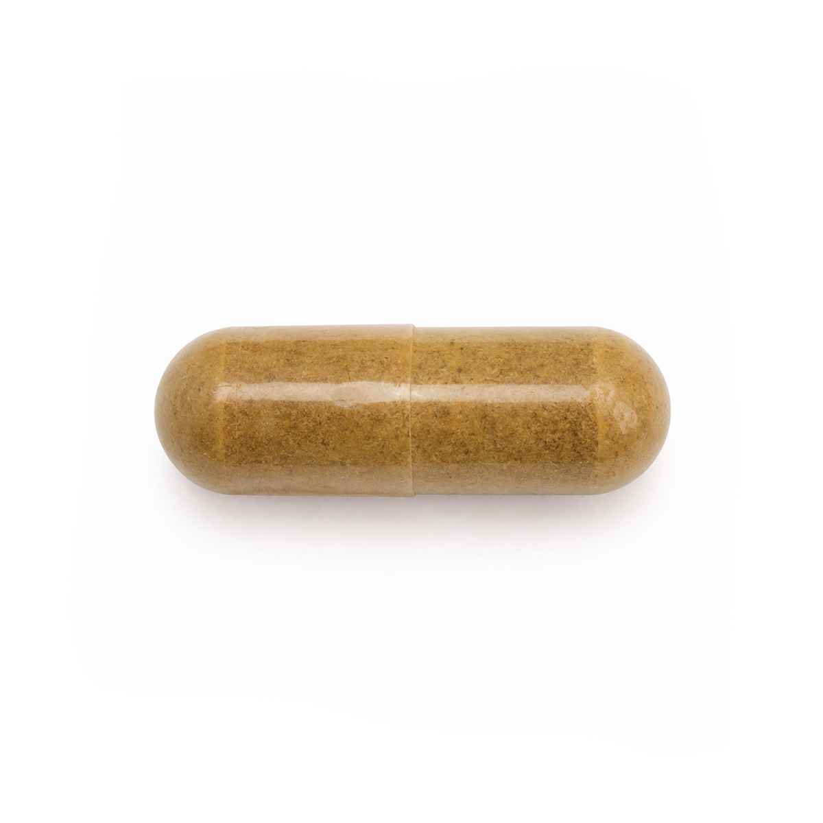 Brown lionsmane capsule on a white background
